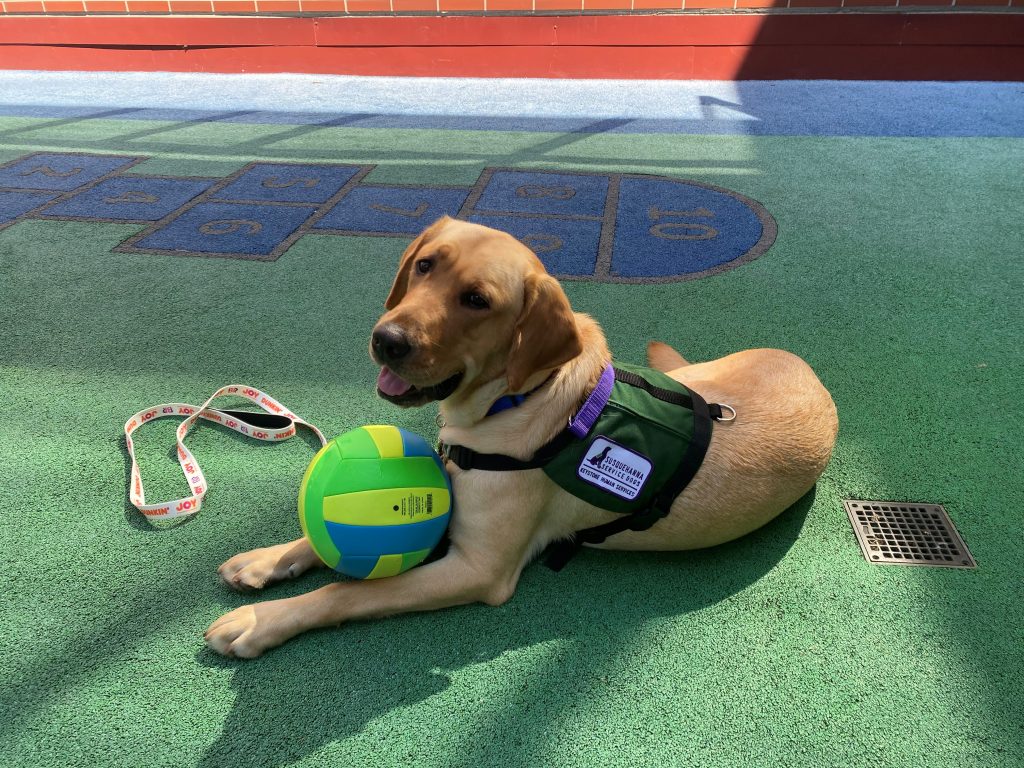 Dilly the support dog with is favorite ball.
